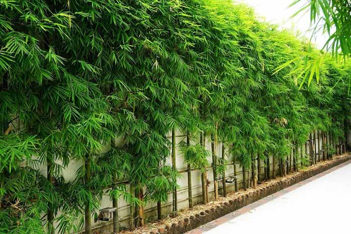 Garden Fence: Our Top 10 Ideas & Designs for Your Next Fence | Architecture  & Design