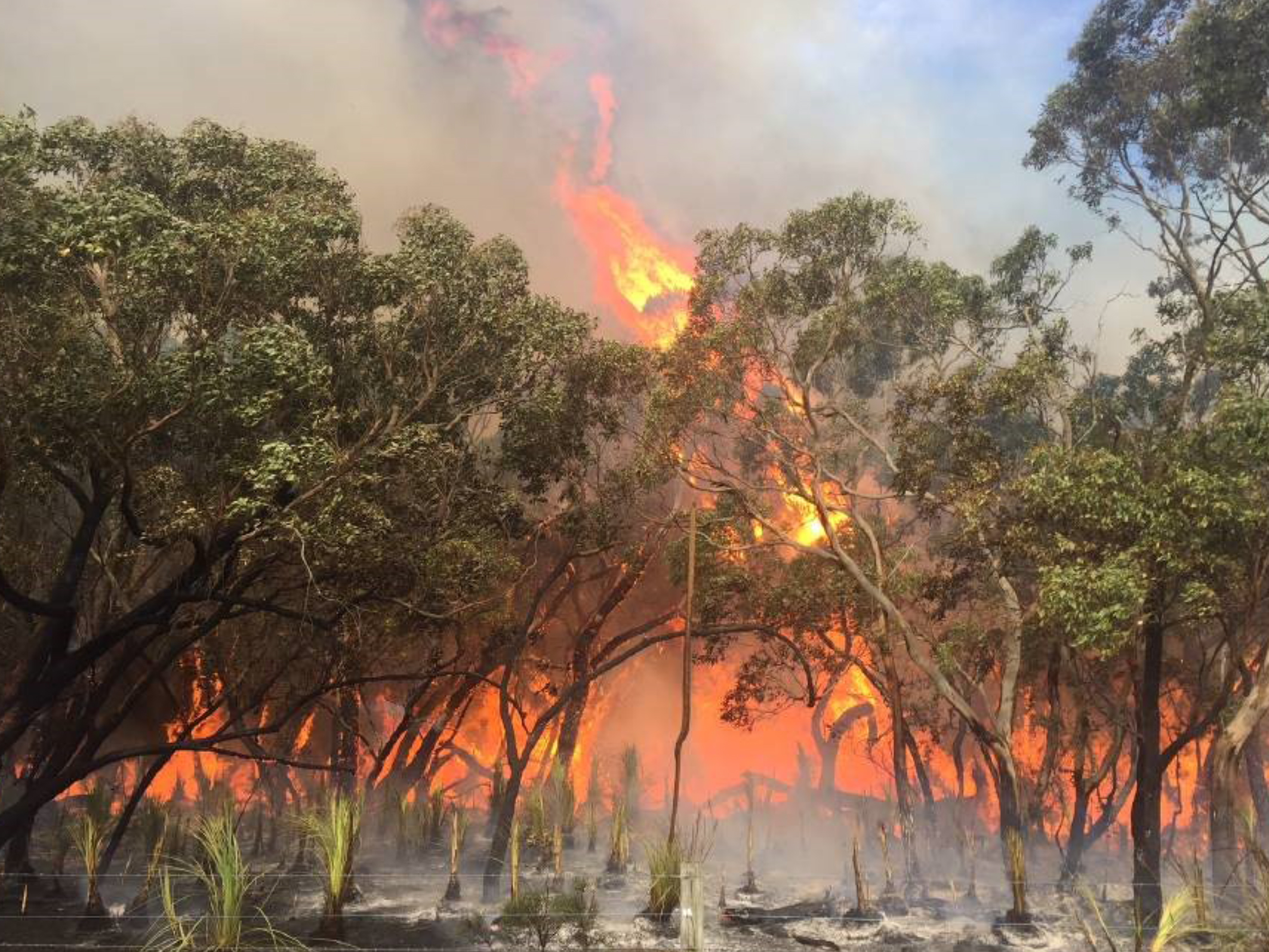 Architectural panels for use in high-risk bushfire prone areas ...