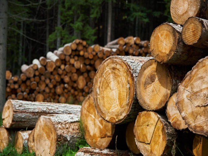 Environmental Timber Is Wood Sustainable - How Renewable & Environmentally Friendly Is ...