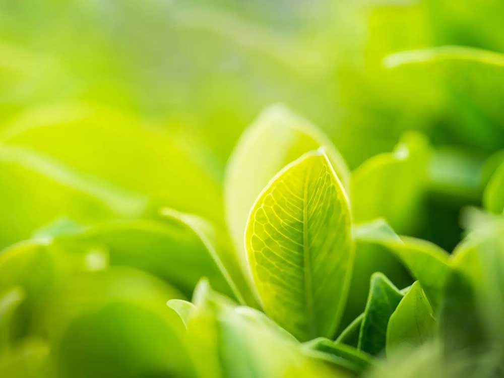 3 ways eco-friendly refrigerant gases are making commercial kitchens ...